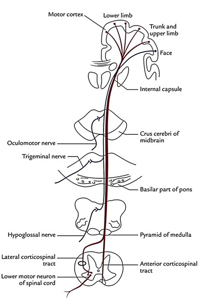 Spinal Cord Tracts Chart