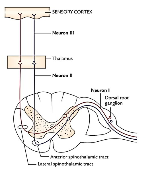 Spinal Cord Tracts Chart