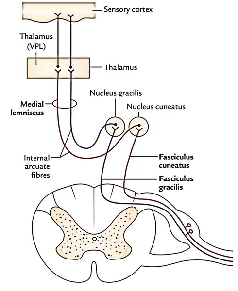 Spinal Cord Tracts Chart