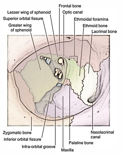 2 Surgical Anatomy for Strabismus Surgery | Ento Key