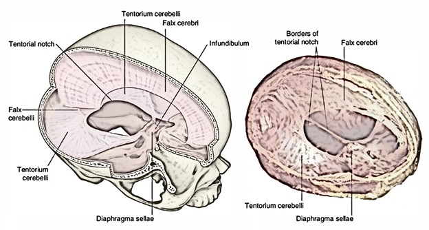 Dura Mater Earth s Lab Dura Mater Earth s Lab