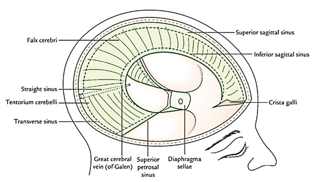 Dura Mater Earth s Lab