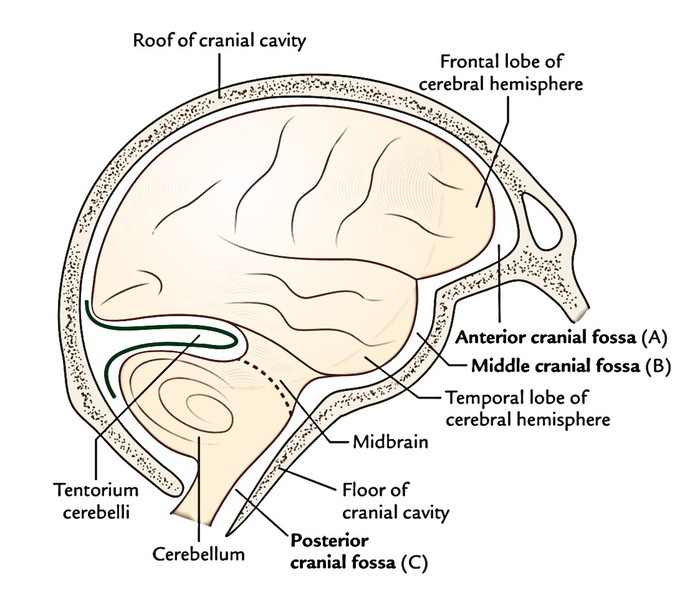 Cranial Cavity