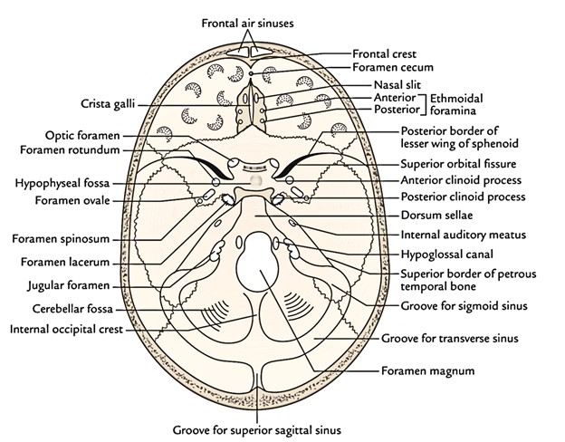 Easy Notes On Cranial Cavity Learn In Just 4 Minutes Earth S Lab