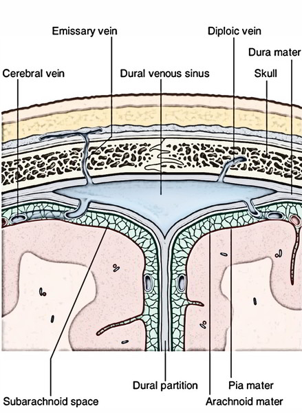 Cranial Cavity - Intracranial Dural Venous Sinuses