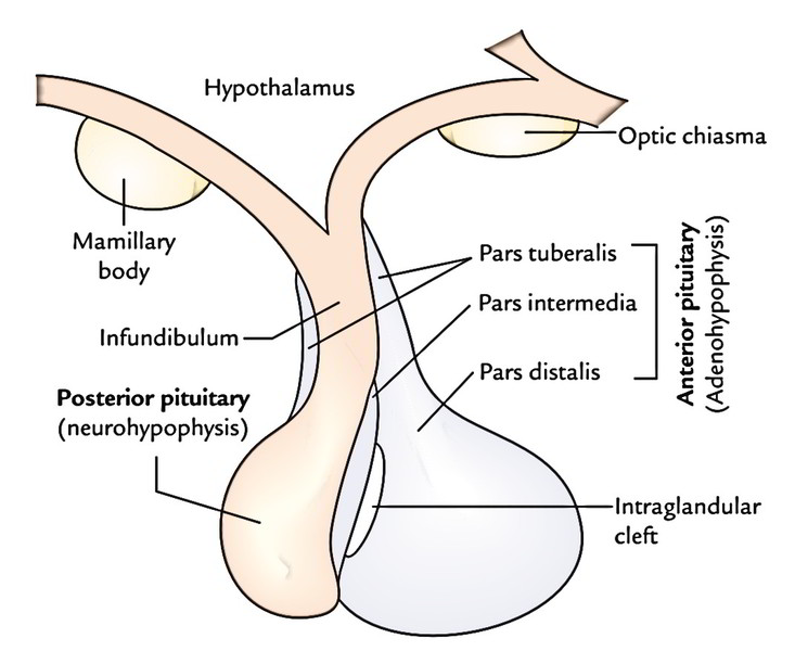 Pituitary Gland Anatomy Diagram