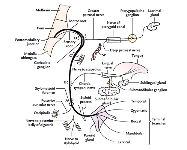 Facial Nerve Anatomy Image