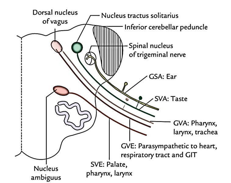 Vagus Nerve Biology Diagrams