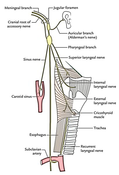Vagus Nerve | Earth's Lab