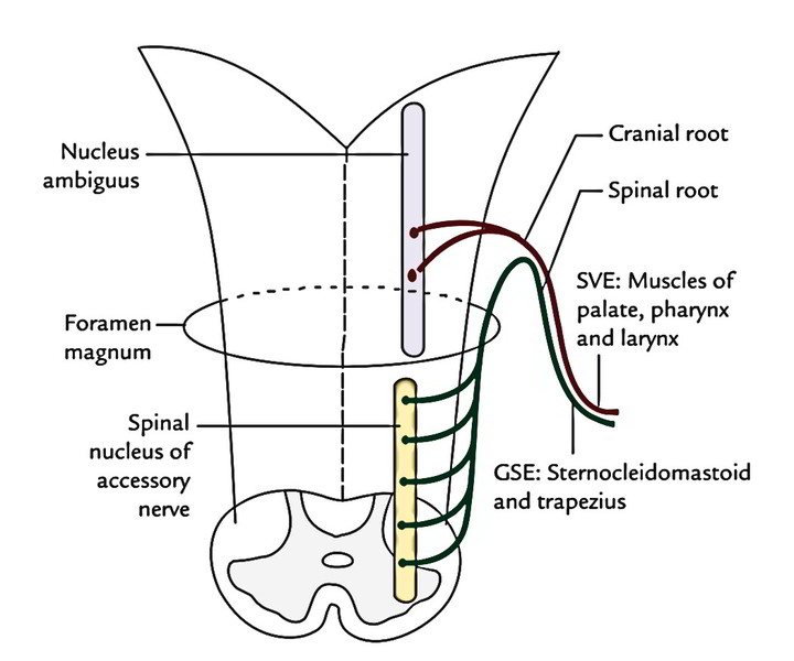 Accessory Nerve Earth's Lab