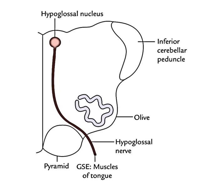 Hypoglossal Nerve Earth #39 s Lab Hypoglossal Nerve Earth #39 s Lab