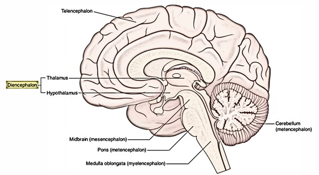 Easy Notes On 【Diencephalon】Learn in Just 4 Minutes! – Earth's Lab