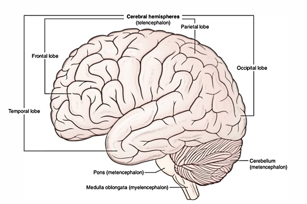 what is the role of the medulla oblongata