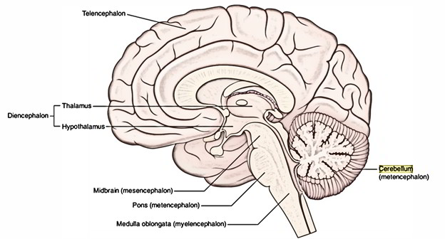 Easy Notes On 【Cerebellum】Learn in Just 4 Minutes! – Earth's Lab