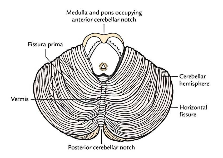 Easy Notes On 【Cerebellum】Learn in Just 4 Minutes! – Earth's Lab