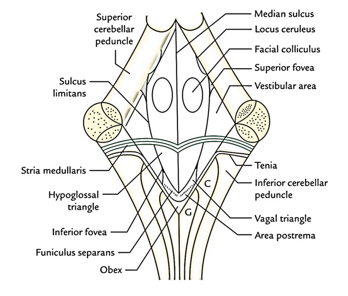 Easy Notes On Fourth Ventricle Learn In Just 4 Minutes 