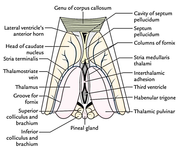 Easy Notes On 【Thalamus】Learn in Just 4 Minutes! – Earth's Lab