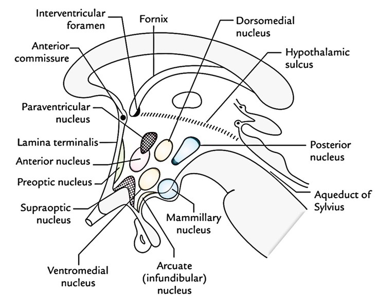 Easy Notes On 【Hypothalamus】Learn in Just 4 Minutes ... coronary system diagram 