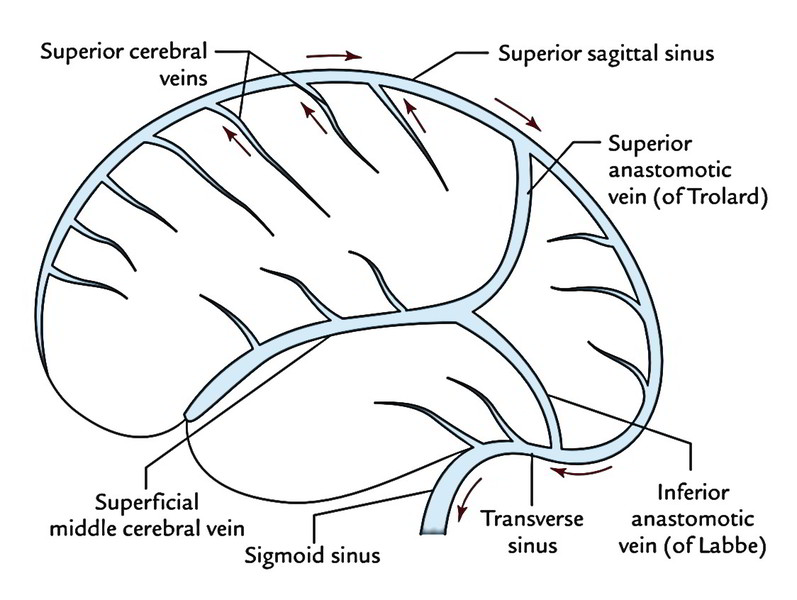 The larger superficial cerebral veins, including those draining the