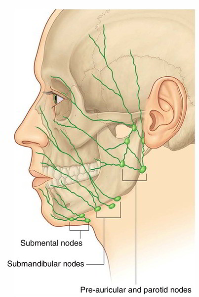 Easy Notes On 【Lymphatic Drainage of the Face】Learn in Just 3 Mins