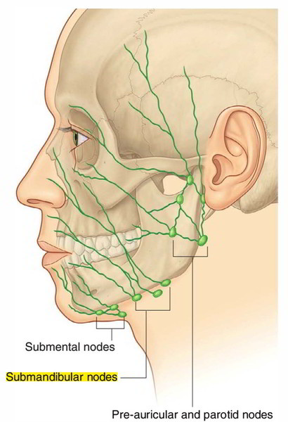 Easy Notes On 【Submandibular Lymph Nodes】Learn in Just 3 Mins!