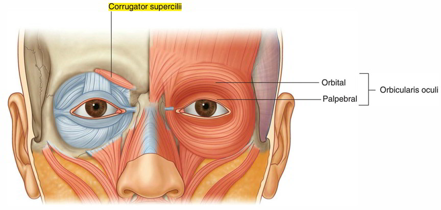 Easy Notes On 【Corrugator Supercilii】Learn in Just 3