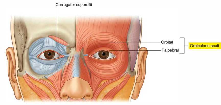 Easy Notes On 【Orbicularis Oculi】Learn in Just 4 Minutes