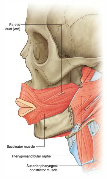 Easy Notes On 【Buccinator Muscle】Learn in Just 4 Minutes! – Earth's Lab