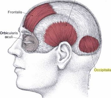 Easy Notes On 【Occipitalis Muscle】Learn in Just 4 Minutes! – Earth's Lab