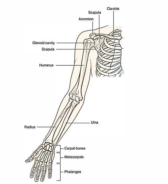 Easy Notes On 【Ulna】Learn in Just 4 Minutes! – Earth's Lab