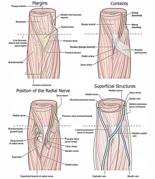 easy notes on cubital fossa learn in just 4 minutes cubital fossa