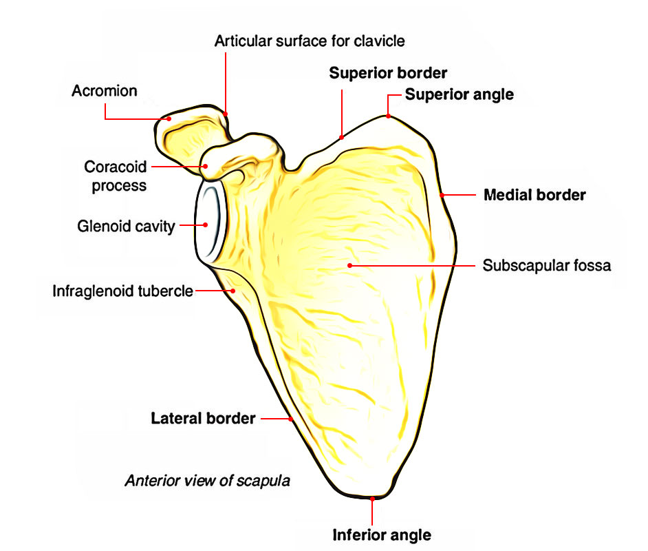 Parts of Scapula