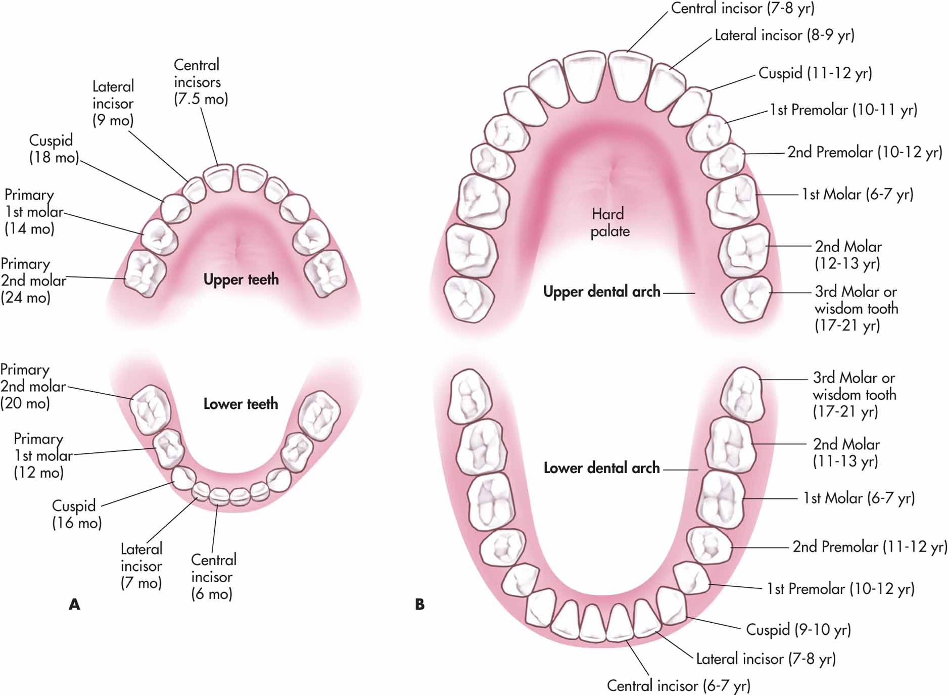 Deciduous And Permanent Teeth And Structure Of A Tooth Earths Lab