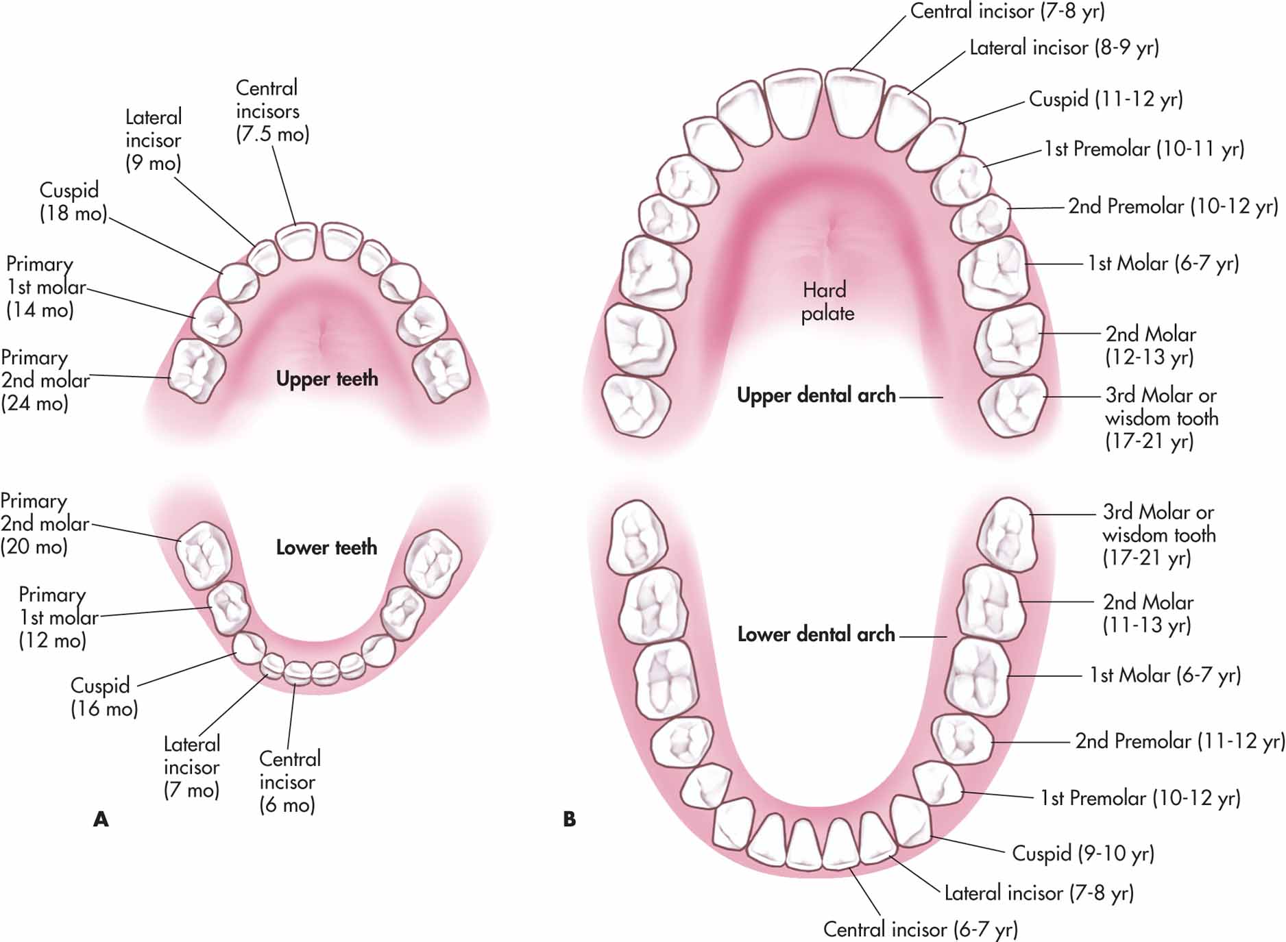 Tooth diagram