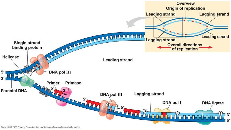 dna replication virtual lab dna replication virtual lab