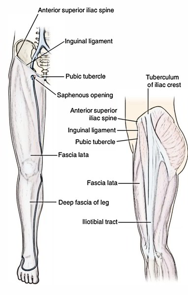 Easy Notes On 【Deep Fascia of Thigh – Fascia Lata】