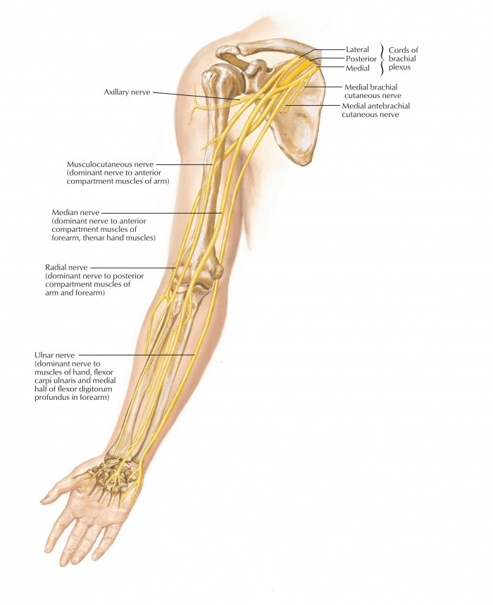 Nerve Path Chart