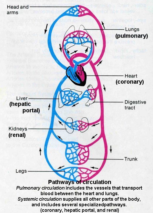 Circulation Pathways- Systemic And Pulmonary Circuits.