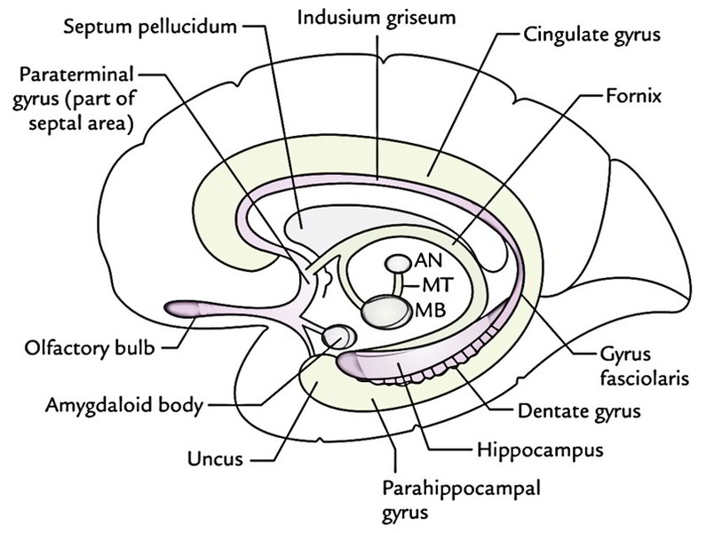 Limbic System Earth s Lab