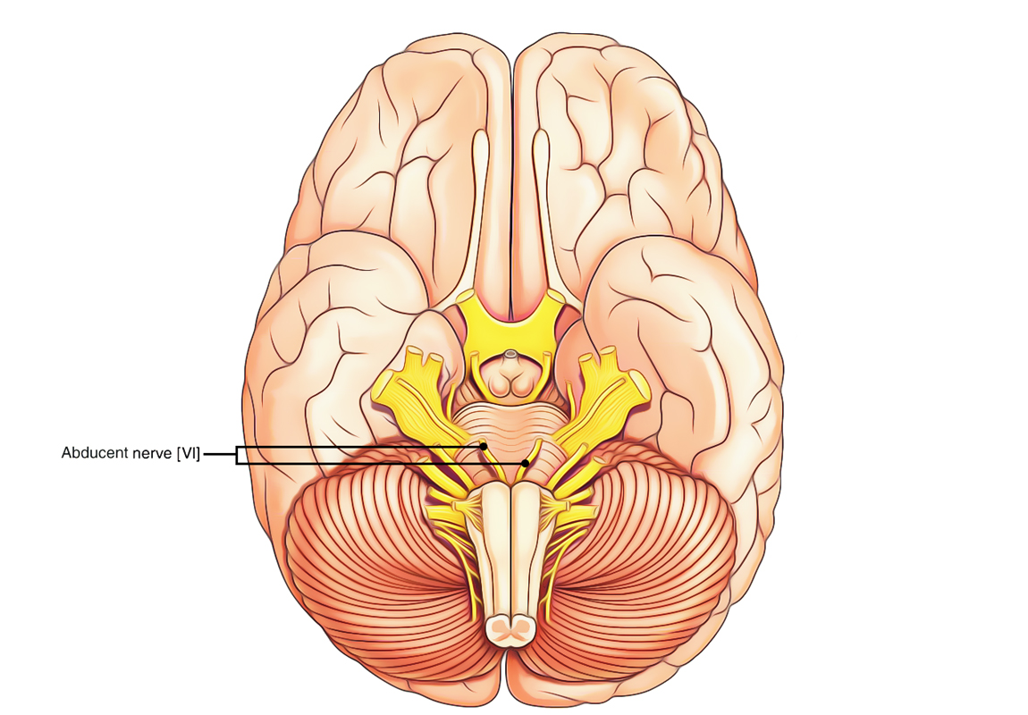 Abducent Nerve