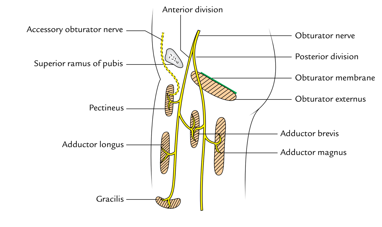 Obturator Nerve: Accessory Obturator Nerve