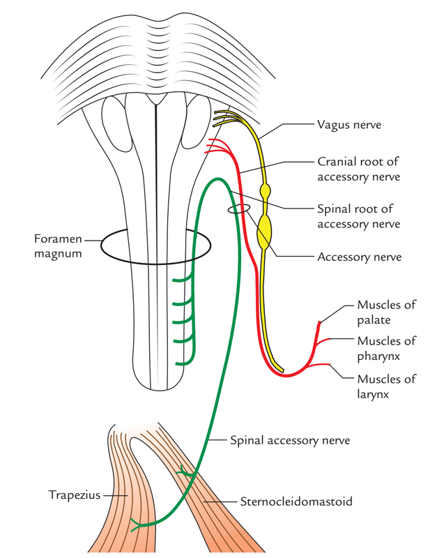 Accessory Nerve: Distribution