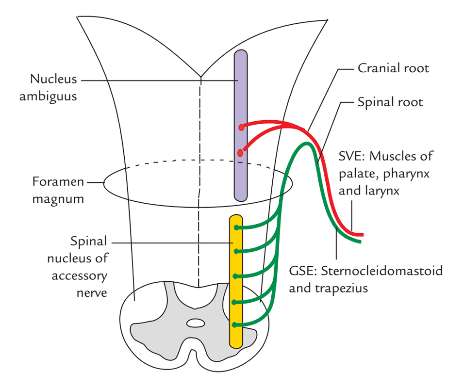 Accessory Nerve: Fucntional Elements and Nuclei