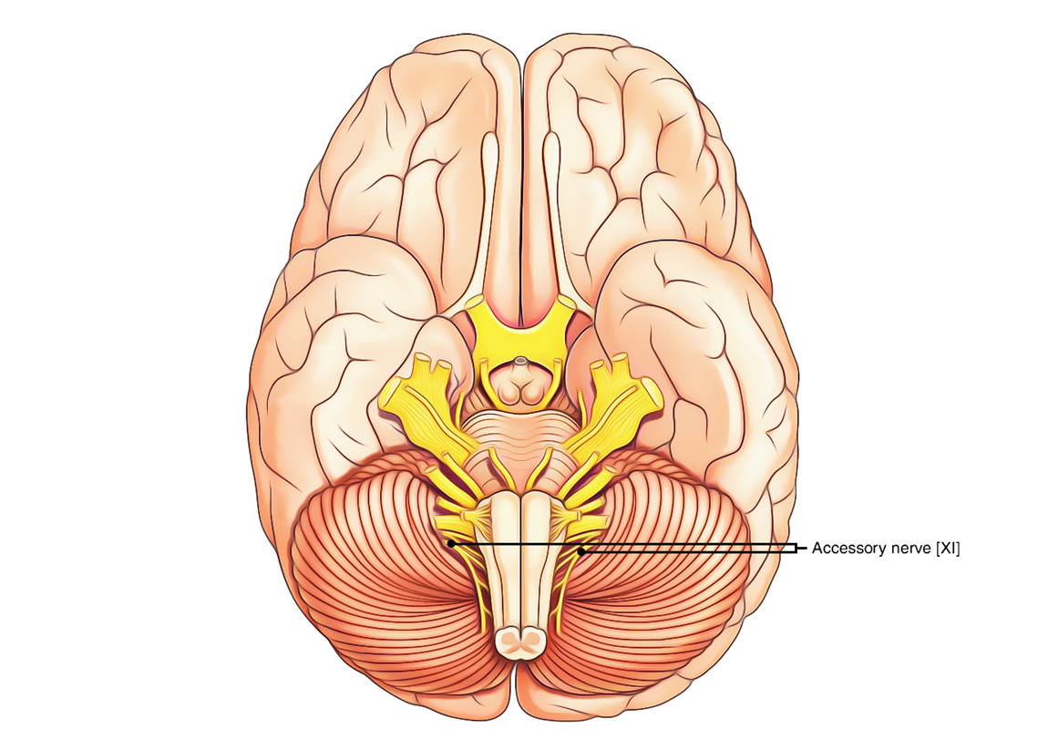 Accessory Nerve