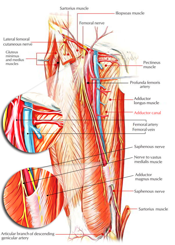 Adductor Canal Contents