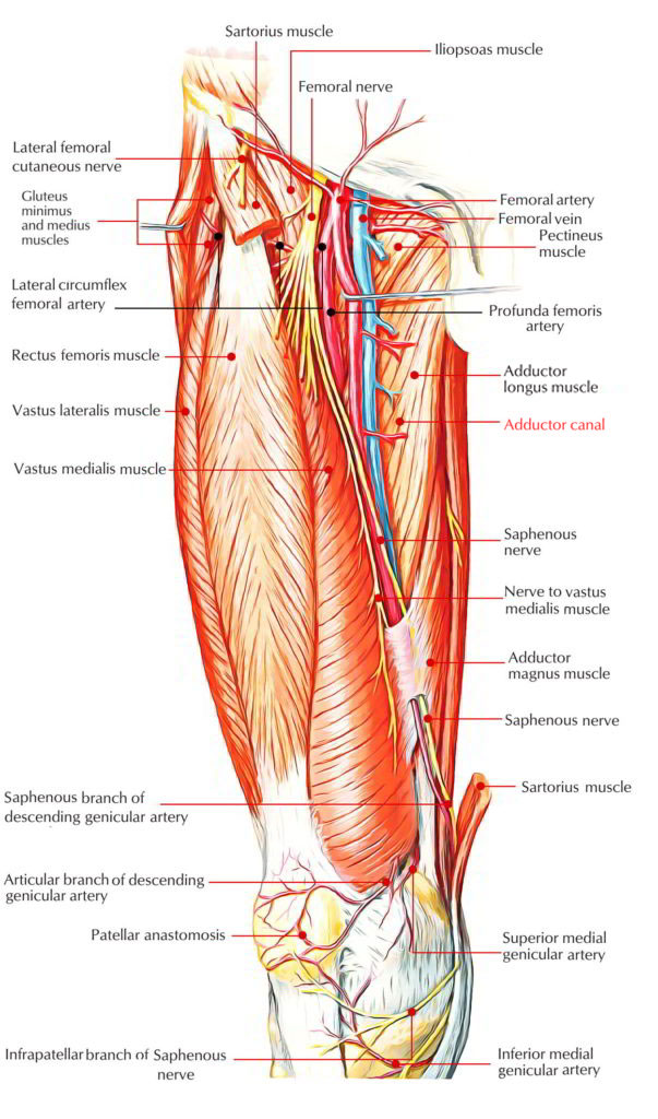 Adductor Canal