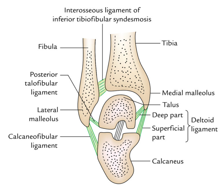 Ankle Joint (Talocrural Joint) Earth's Lab