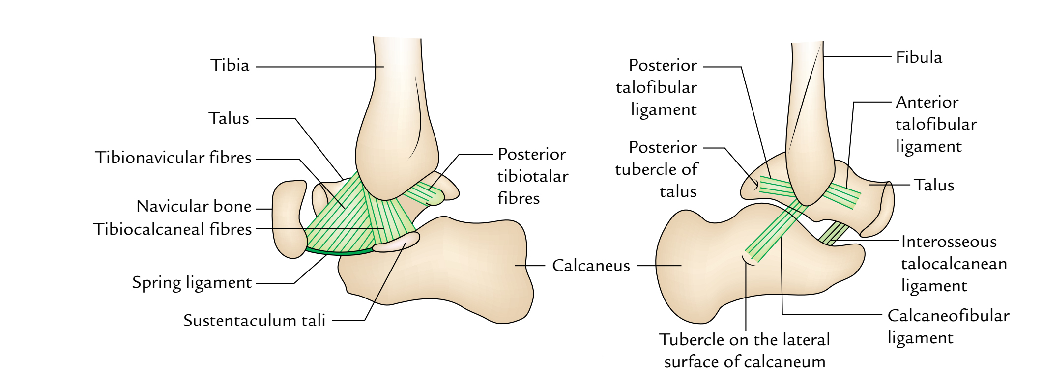 Ankle Joint: Ligaments