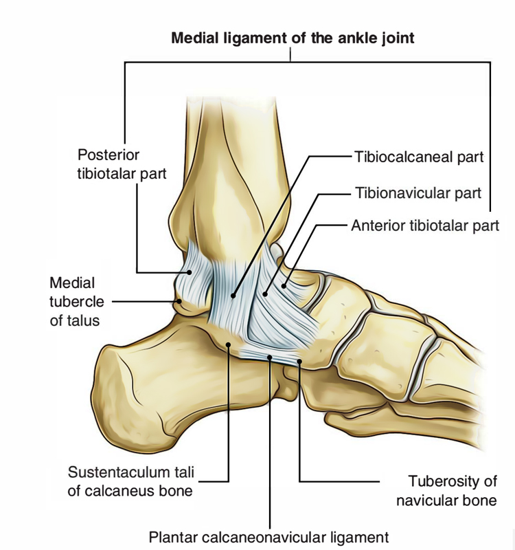 Ankle Joint: Medial Ligament