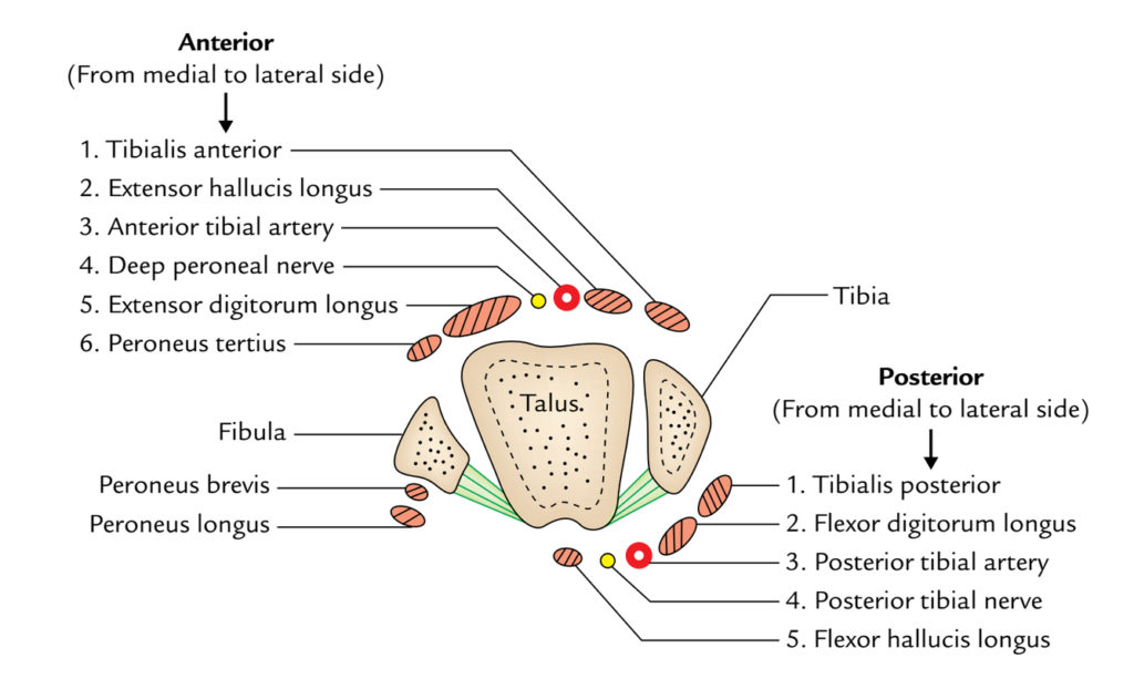 Ankle Joint (Talocrural Joint) Earth's Lab